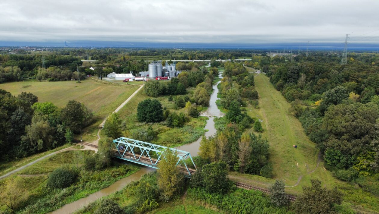 Rzeka Oława na wysokości miejscowości Siechnice, fot. 15.09.2024 g. 13:00